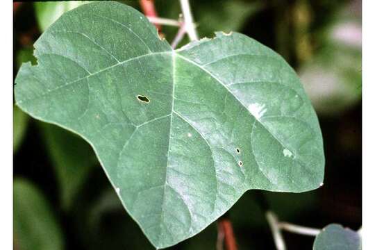 Image of yellow passionflower