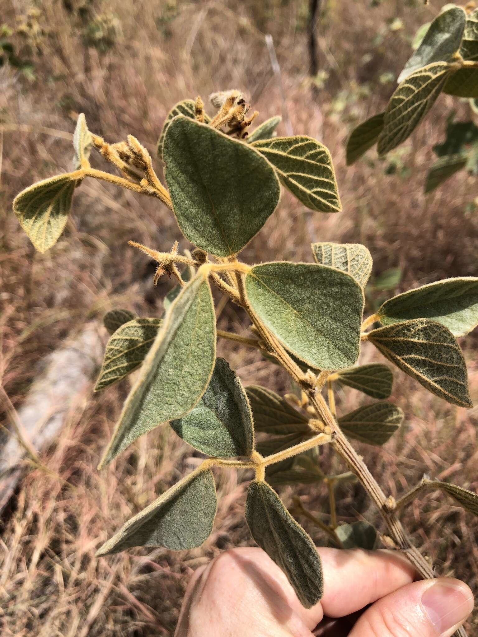 Cajanus reticulatus (Dryand.) F. Muell.的圖片