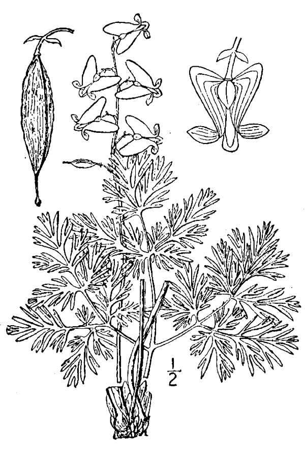 Image of dutchman's breeches