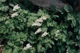 Image of dutchman's breeches