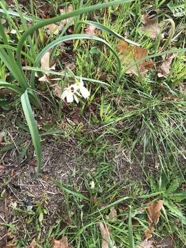 Слика од Narcissus triandrus subsp. triandrus