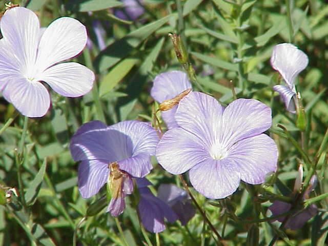 Image of flax