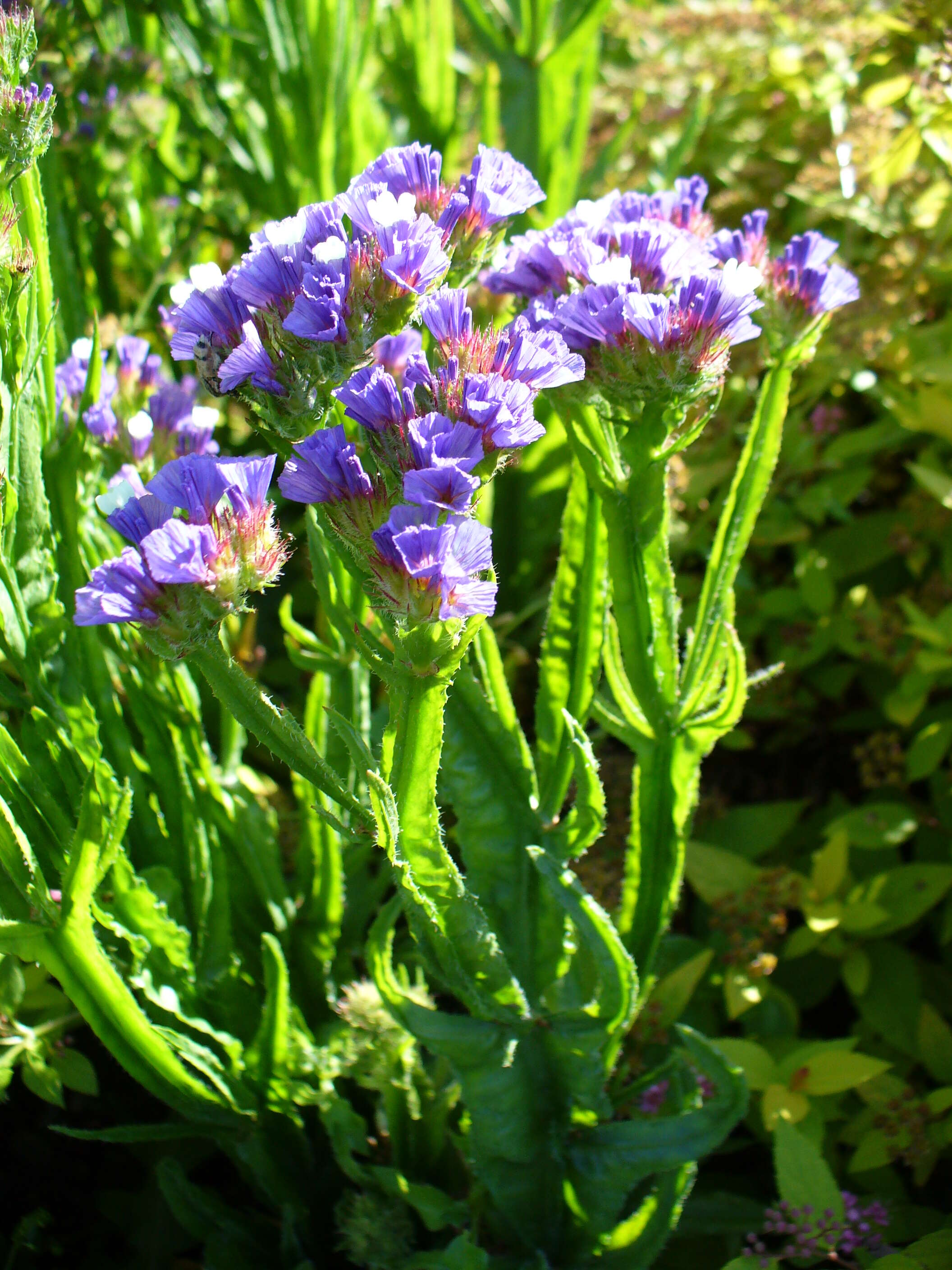 Imagem de Limonium sinuatum (L.) Miller