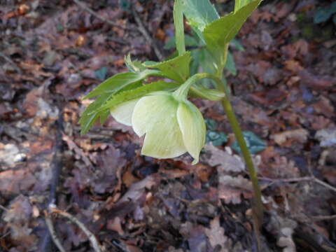 Image of Helleborus viridis subsp. viridis L.