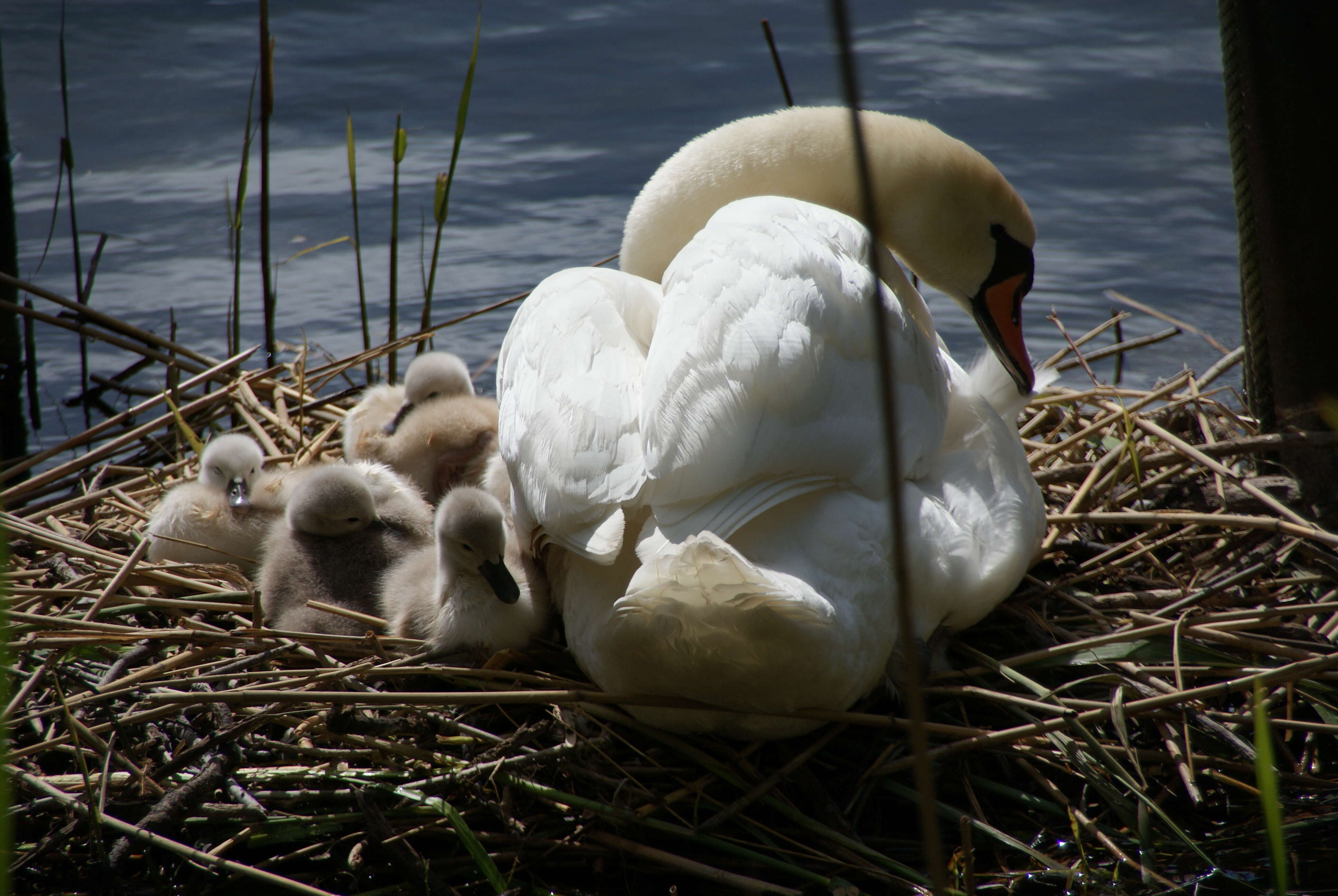 Image of Mute Swan