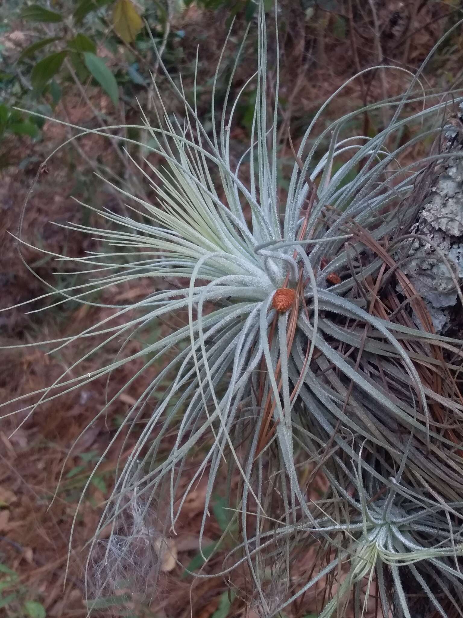 Image of Tillandsia magnusiana Wittm.