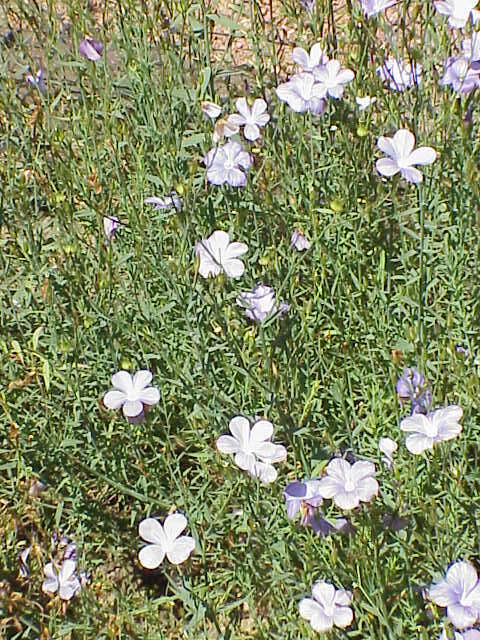 Image of Blue flax