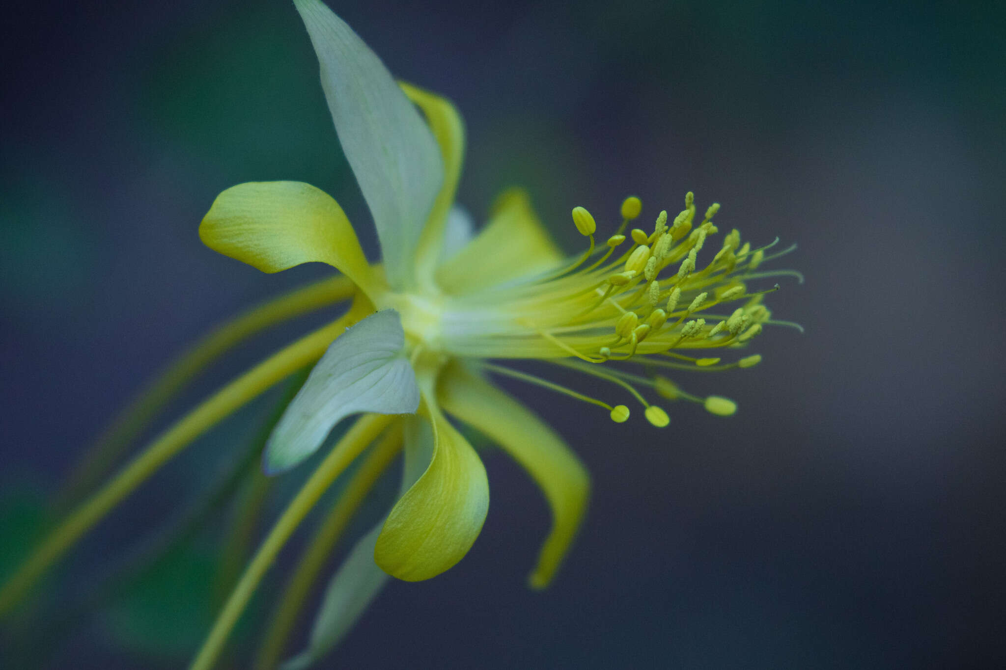 Image of longspur columbine