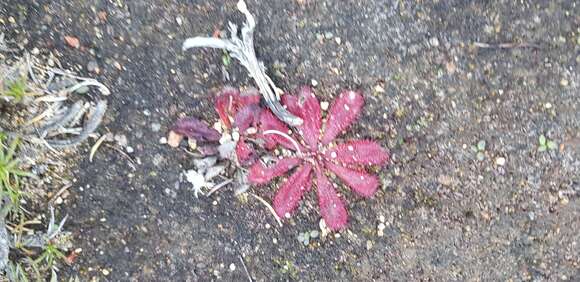 Image of Drosera rosulata Lehm.