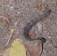 Image of Western Cat-eyed Snake