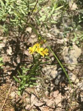 Image of Round-Seed St. John's-Wort