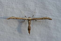 Image of Eupatorium Plume Moth