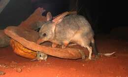 Image of rabbit-bandicoots