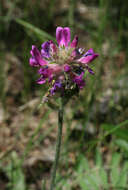 Image de Oxytropis campanulata Vassilcz.