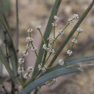 Image of Lomandra multiflora subsp. dura (F. Muell.) T. D. Macfarl.