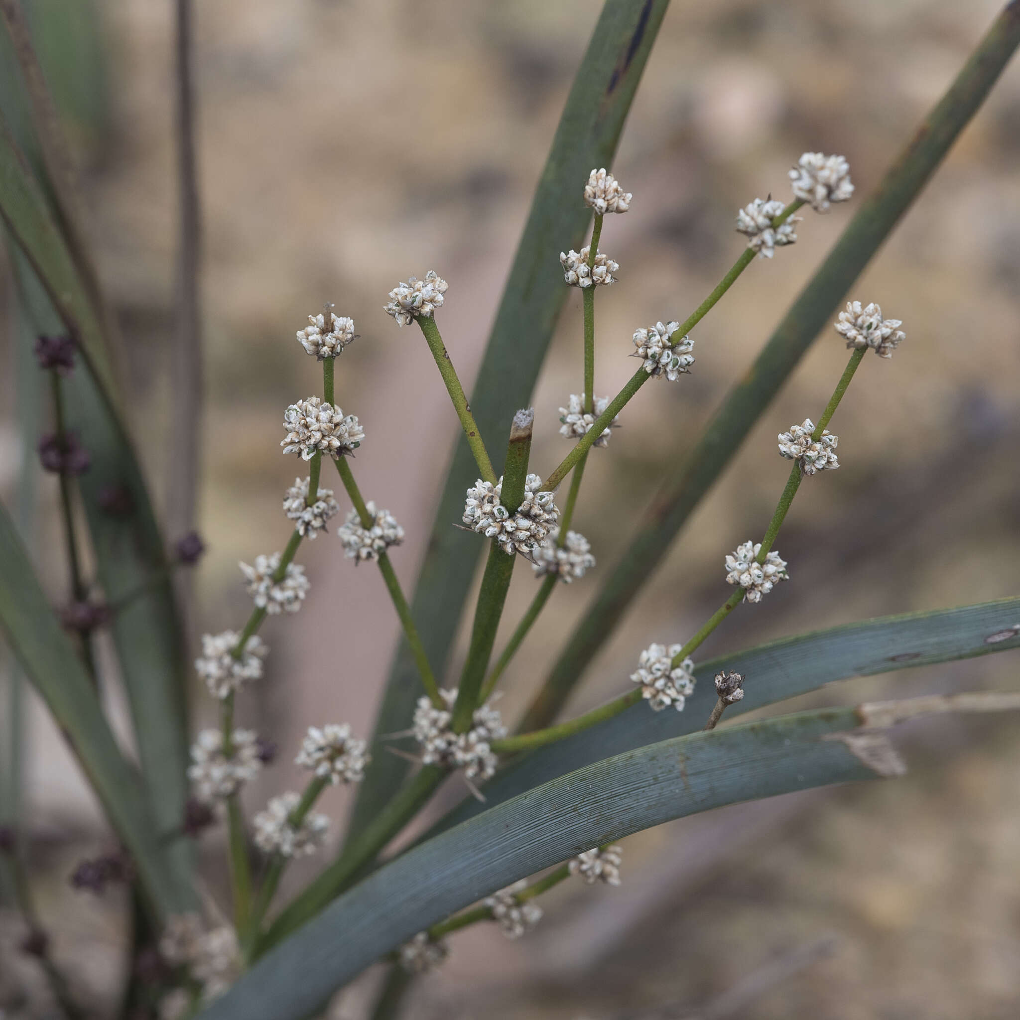 Image of Lomandra multiflora subsp. dura (F. Muell.) T. D. Macfarl.