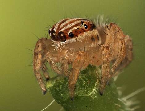 Image of Evarcha flagellaris Haddad & Wesolowska 2011