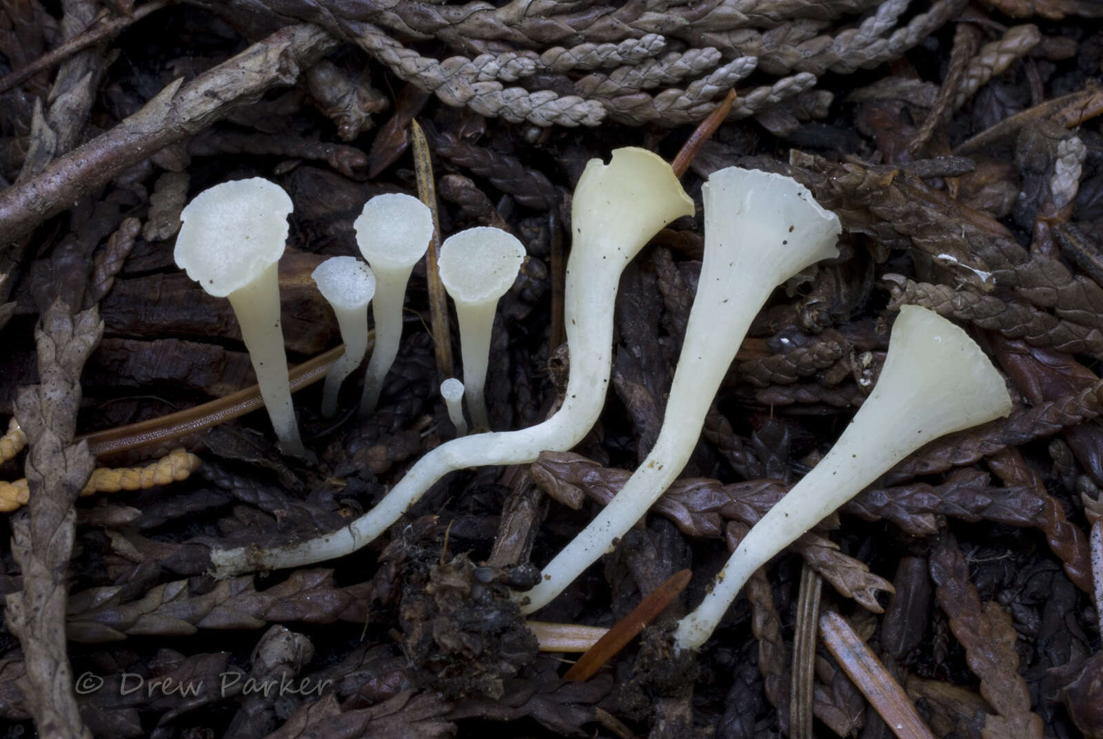 Image of Clavicorona taxophila (Thom) Doty 1947