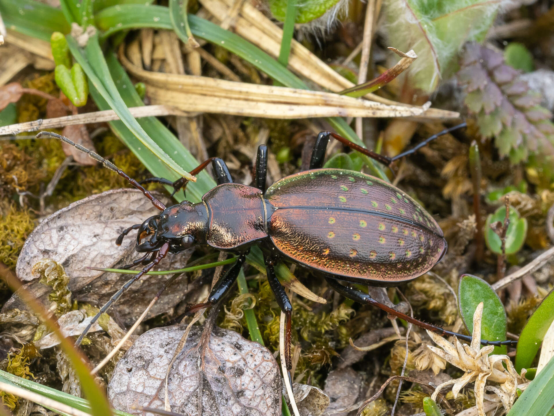 Image of Carabus (Platycarabus) fabricii Panzer 1810