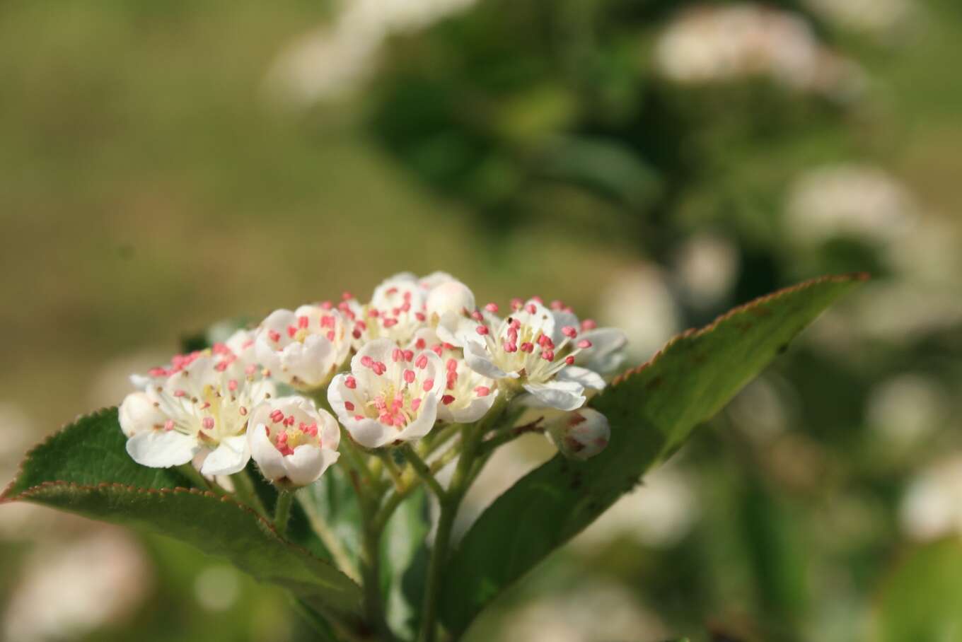 Image of Black Chokeberry