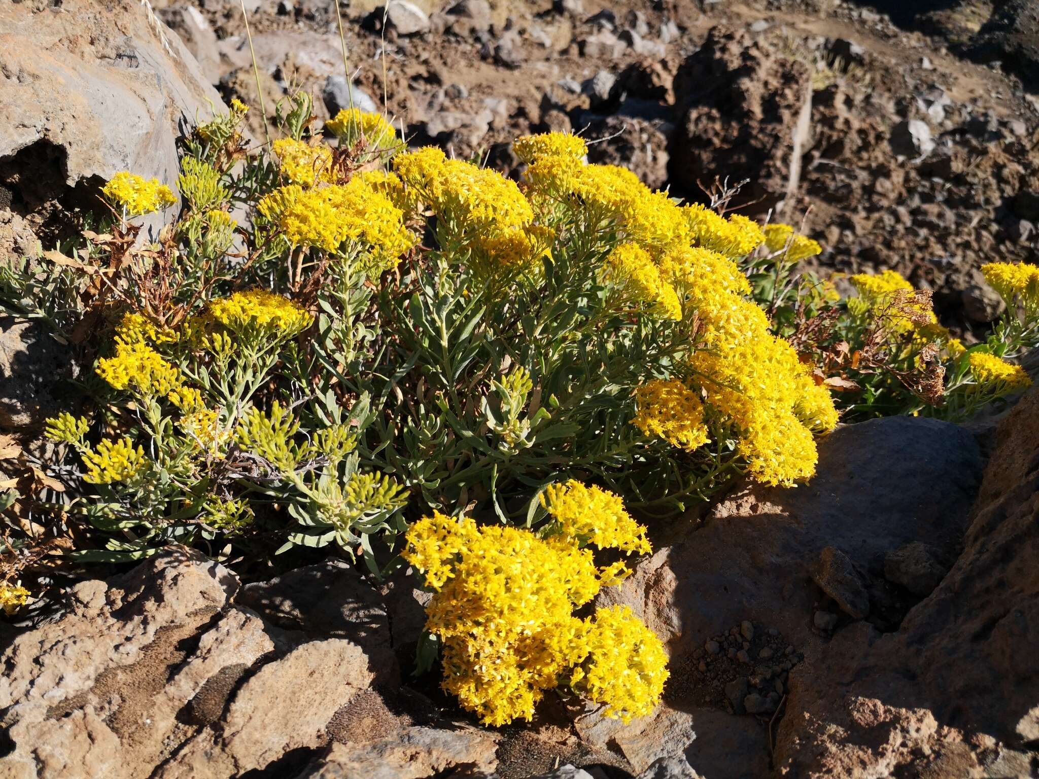 Plancia ëd Bethencourtia palmensis (Nees) Choisy