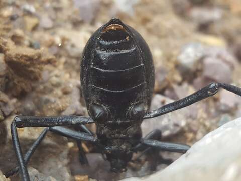 Imagem de Eleodes (Xysta) longicollis Le Conte 1851