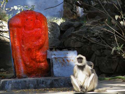 Image of Dussumier's Malabar Langur