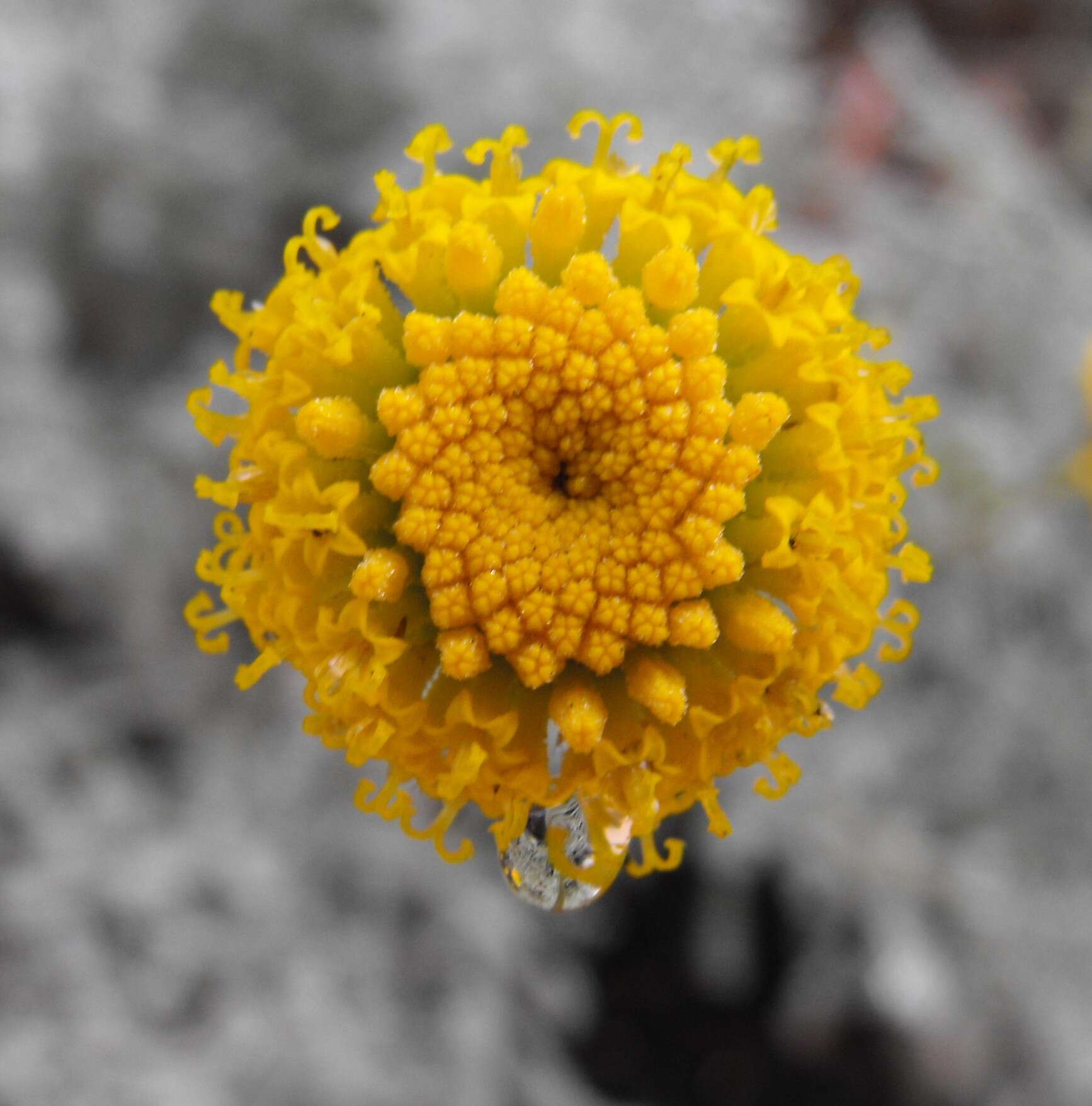 Image of lavender cotton