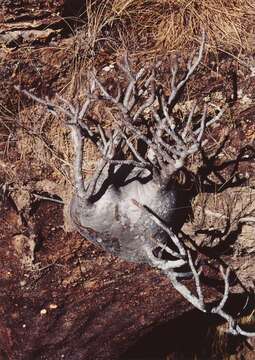 Image of Pachypodium horombense H. Poisson