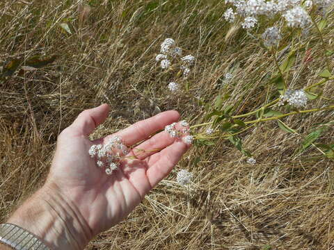 Image of broadleaved pepperweed