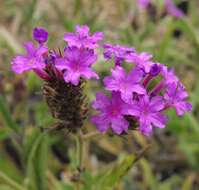 Image of tuberous vervain