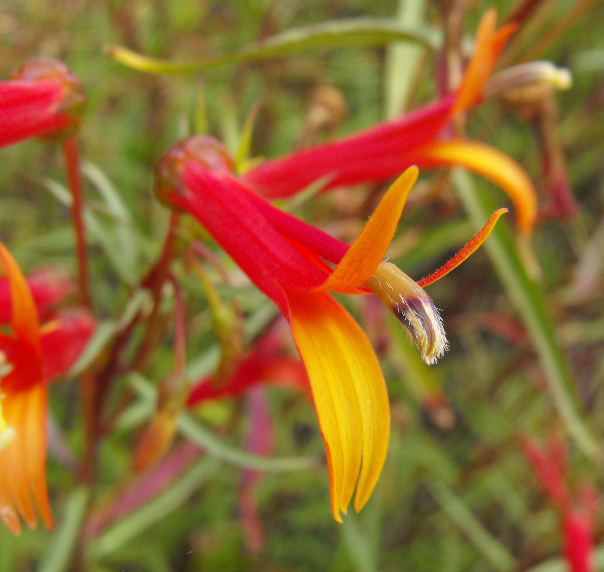 Imagem de Lobelia laxiflora Kunth