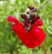 Image of autumn sage