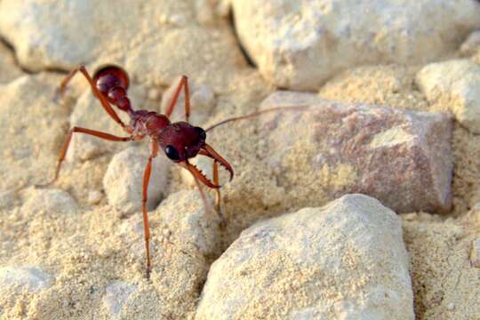 Imagem de Myrmecia gulosa (Fabricius 1775)