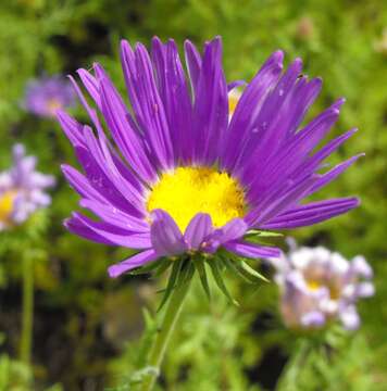 Image of tanseyleaf tansyaster