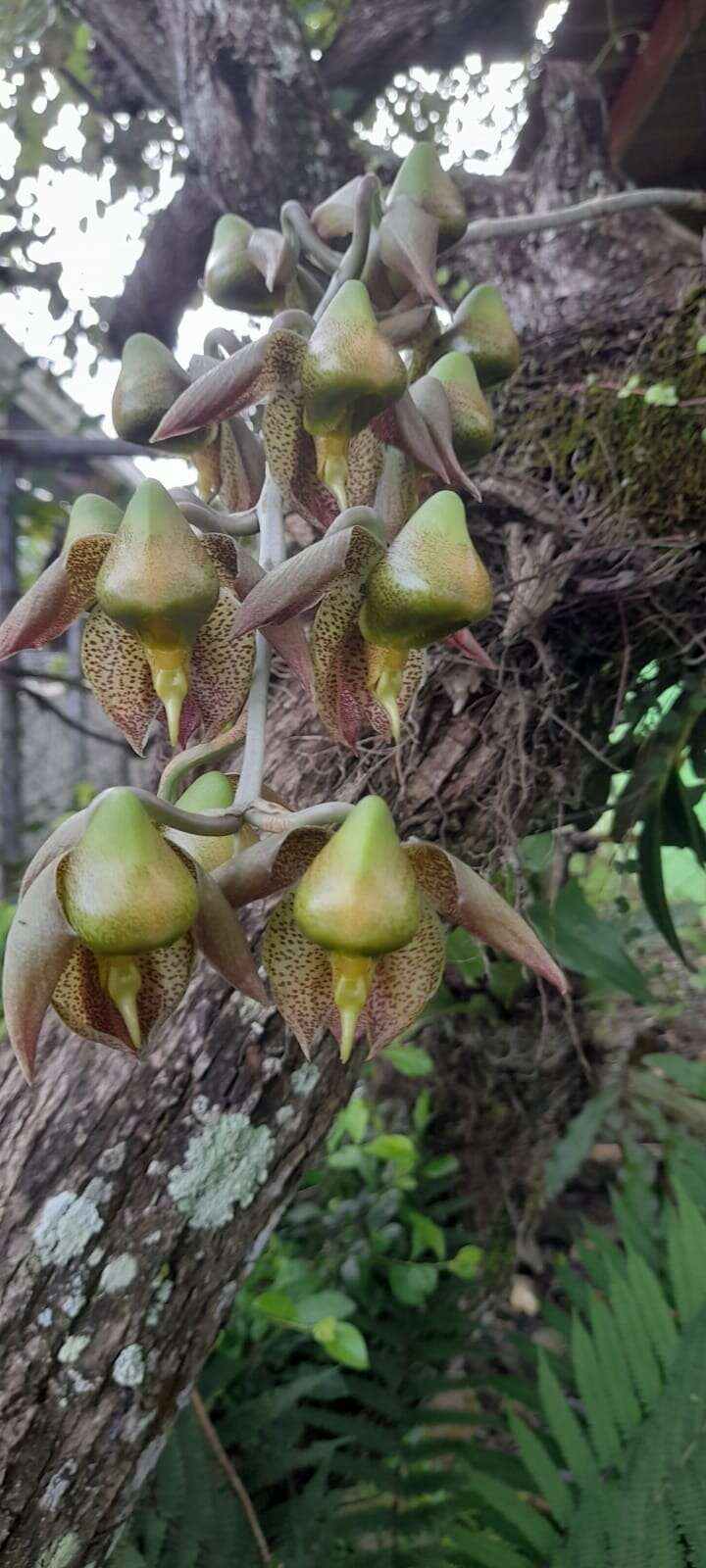 Image de Catasetum maculatum Kunth