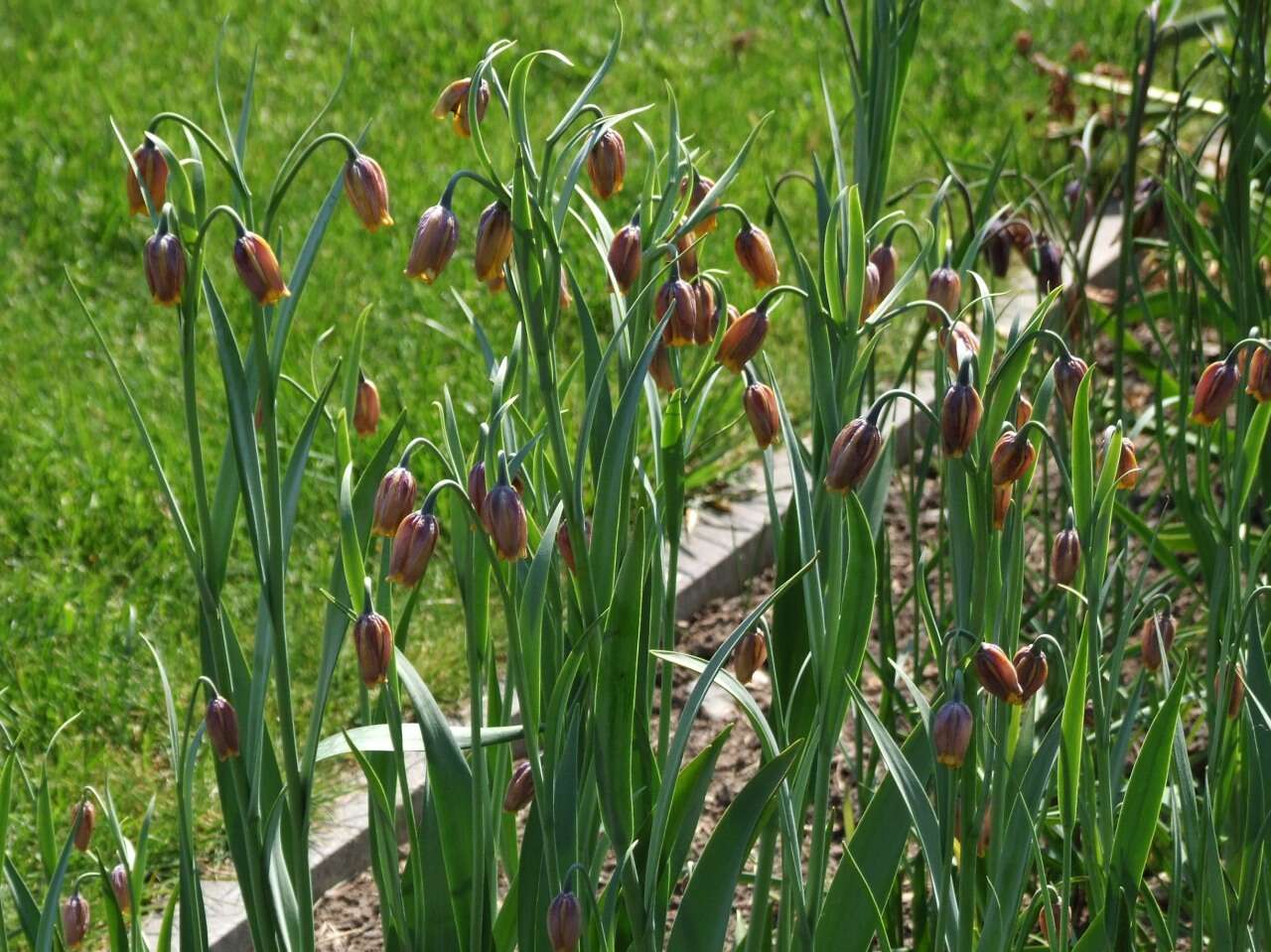 Слика од Fritillaria uva-vulpis Rix