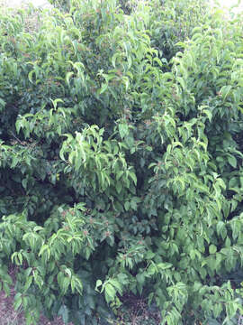 Image of roughleaf dogwood