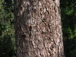 Image of Siberian Larch