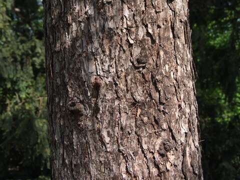 Image of Siberian Larch