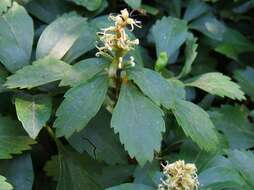 Image of Japanese pachysandra