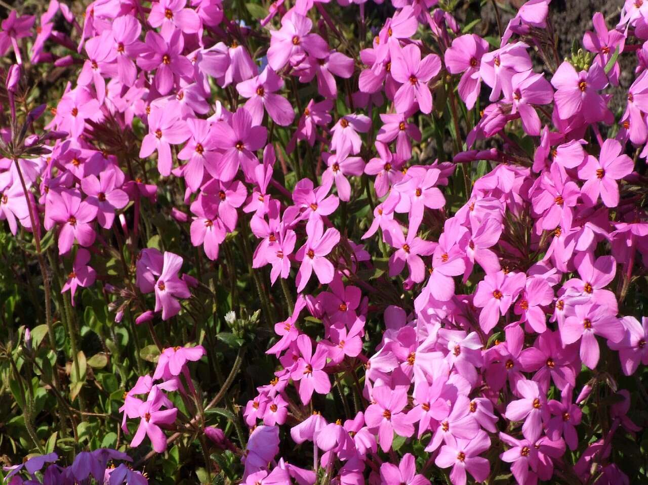 Image of creeping phlox