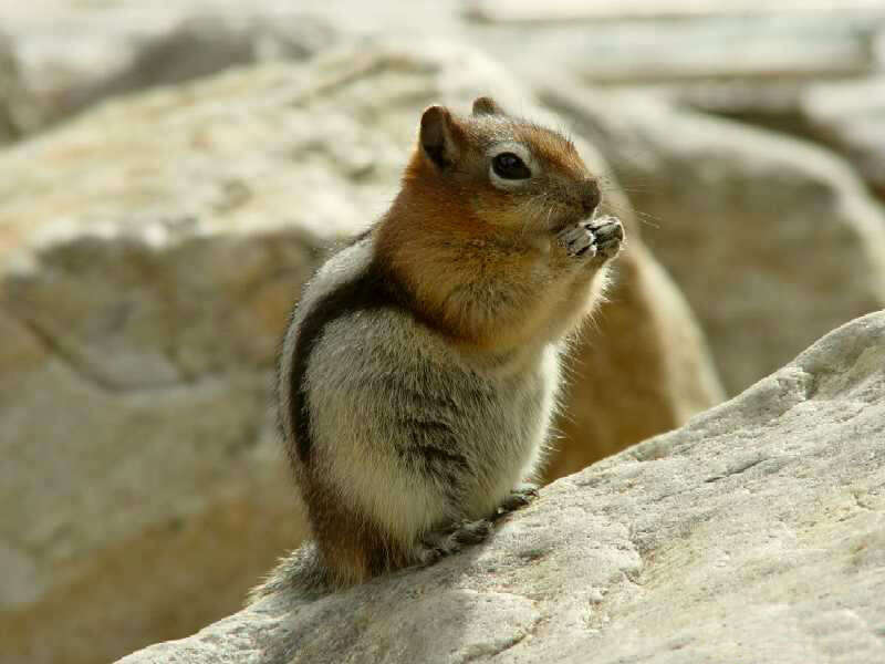 Callospermophilus Merriam 1897 resmi