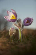 Image of Greater Pasque Flower