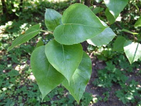 Image of Wilson's Poplar