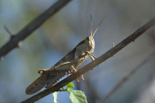 Image of Acanthacris