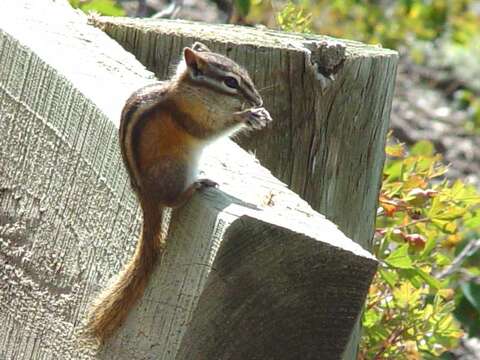 Image of Least Chipmunk