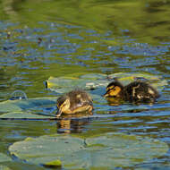 Image of Common Mallard