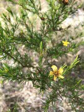 Image of peelbark St. Johnswort