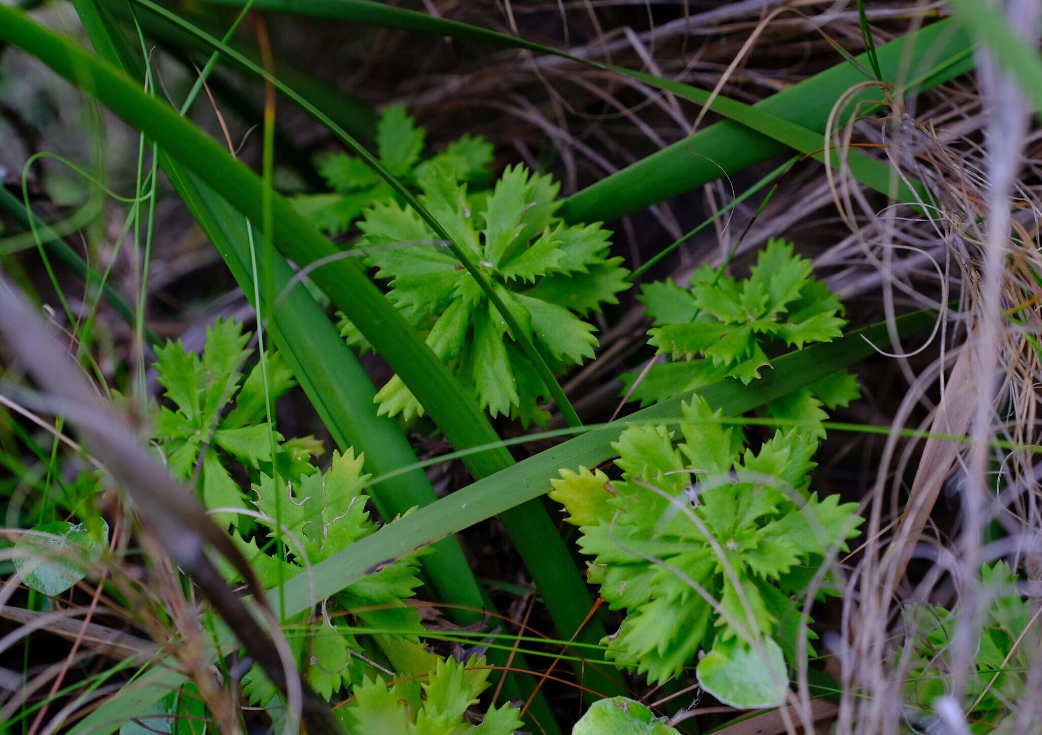 Image of Osmitopsis dentata (Thunb.) Bremer